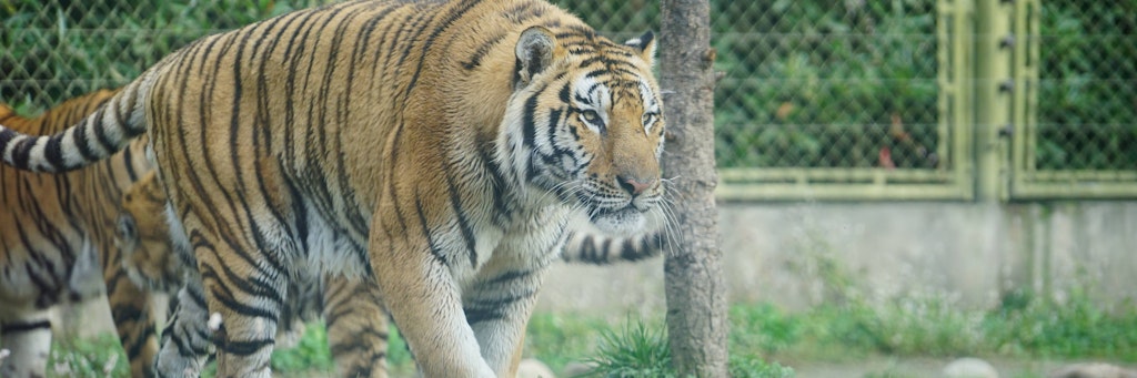 Ein Tiger in einem Gehege (Symbolbild).