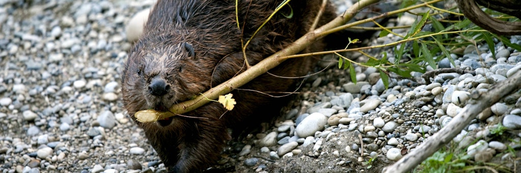 Scharfe Zähne: Ein Biber zieht mit dem Maul einen frisch abgenagten Ast zum Wasser. 