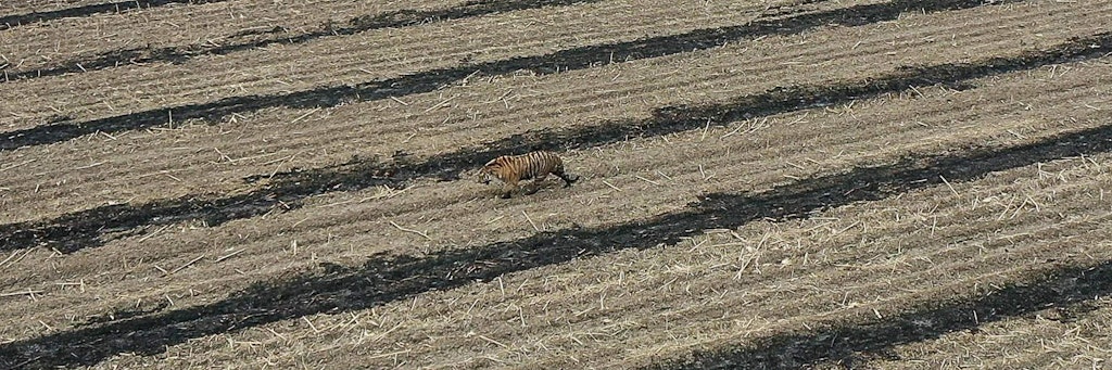 Dieser Sibirische Tiger in der Provinz Heilongjiang für einige Aufruhr