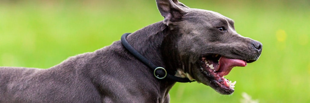 Der American Pitbull Terrier gehört zu den „unwiderleglich gefährlichen“ Rassen