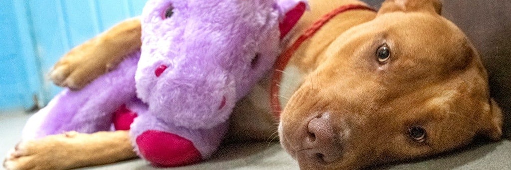 Der Labrador-Mix mit seinem Lieblings-Plüschtier.