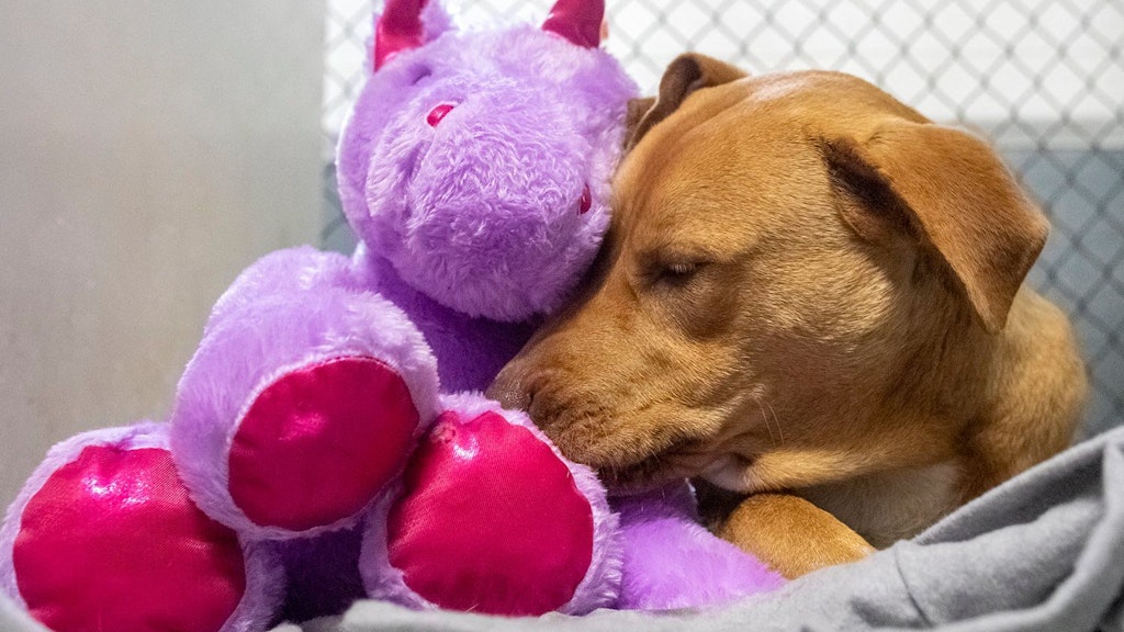Ist verliebt in sein Einhorn: der Straßenhund aus Amerika.