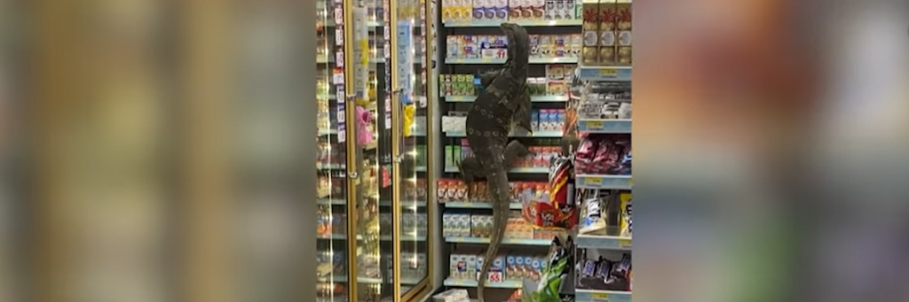 Diese Riesenechse hat in Thailand einen Supermarkt unsicher gemacht.