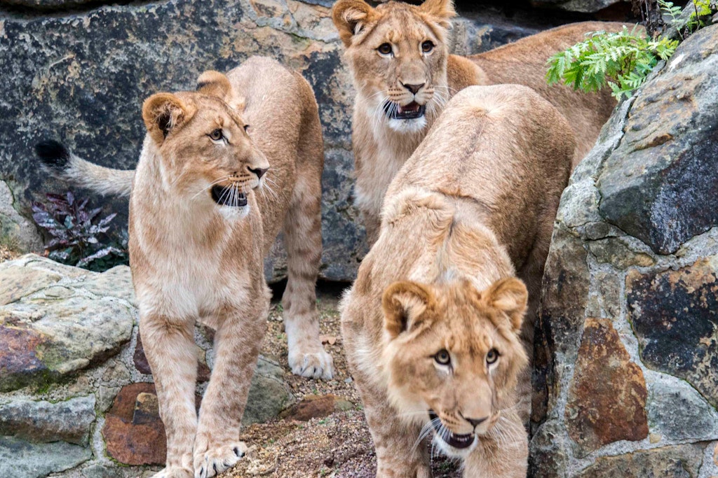 Die neuen Löwen-Stars Elsa, Hanna und Mateo auf der Außenanlage des Zoo-Raubtierhauses, das umgebaut wurde und im Sommer wiedereröffnet wird. 