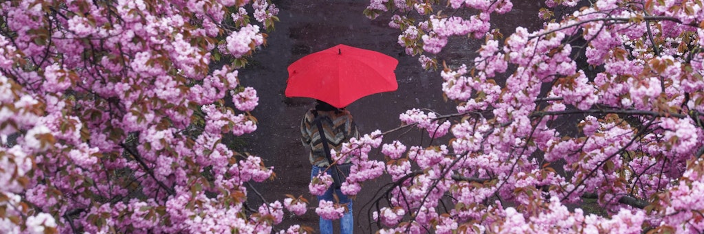 Die Kirschen blühen schon, der Sommer lässt aber auf sich warten. Stattdessen gibt es in ganz Deutschland Regen-Fluten.