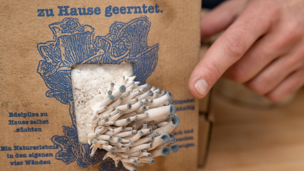 Taubenblaue Austernseitlinge wachsen aus einem Pilzzuchtset von Ralph Haydl – ein Pilzsubstrat bestehend aus Kaffeesatz mit Pilzbrut.