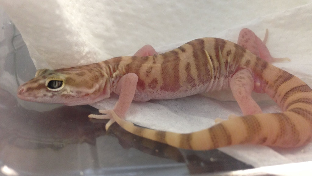 Solche Geckos gibt es in vielen Farben und Mustern – sie sind beliebt und von illegalen Händlern leicht zu bekommen.