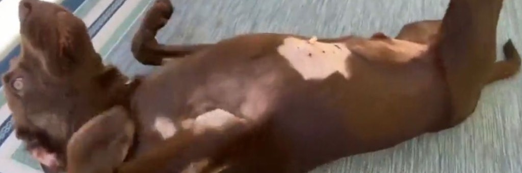 Der kleine Labrador-Welpe „Jake“ nach seiner Rettung.
