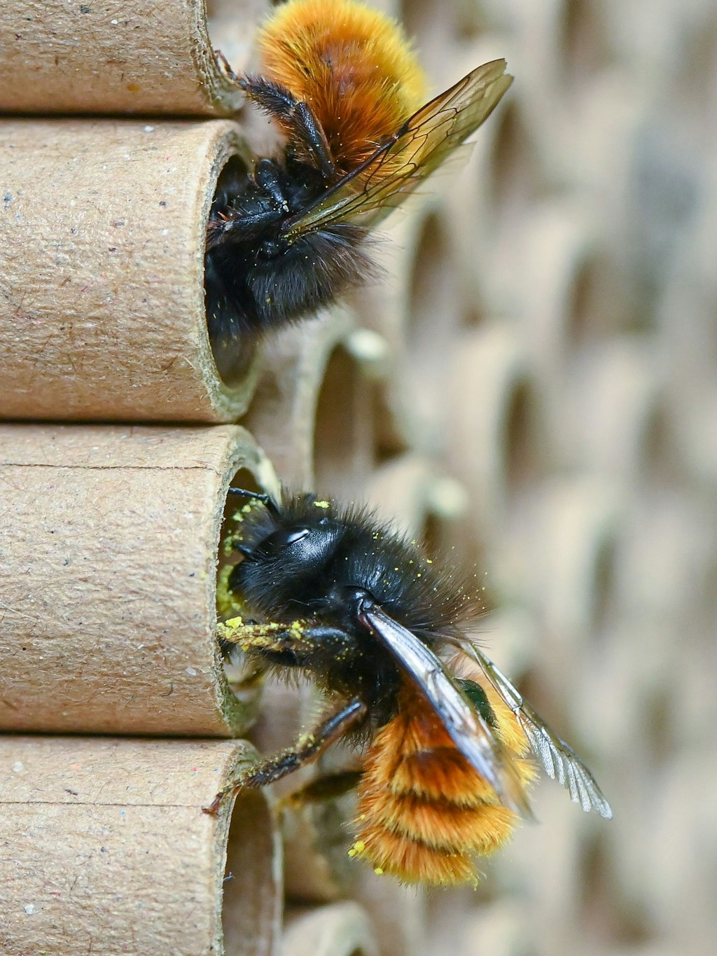 Zwei Gehörnte Mauerbiene sind auf speziellen Brutröhrchen zu sehen. 