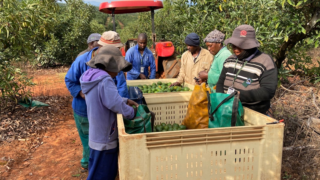 Arbeiter bei der Avocado Ernte in Südafrika: Das Land ist einer der größten Exporteure. 