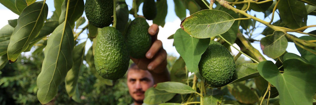 Avocados sind heiß begehrt, auch kriminelle Banden wittern ein lukratives Geschäft.