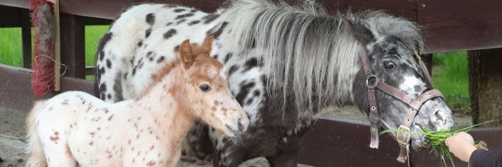 Das Fohlen namens Taddeus Punkt und seine Mutter Anielka im Zoo der Minis im erzgebirgischen Aue. 