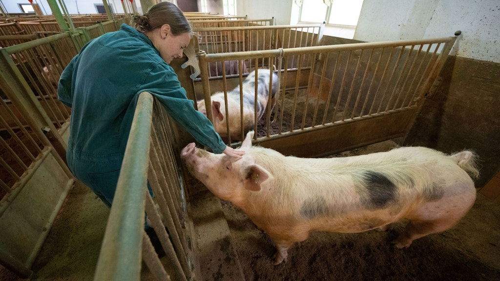 Eva Schilling, Regionalleitung Süd der Besamungsunion Schwein, krault im Stall der Besamungsstation Abstetterhof einen Eber.