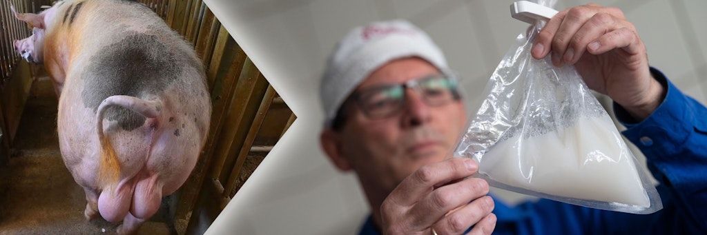 Schweinesperma ist ein deutscher Exportschlager. Rechts: Karl-Friedrich Müller, Leiter der Besamungsstation Abstetterhof der Besamungsunion Schwein.