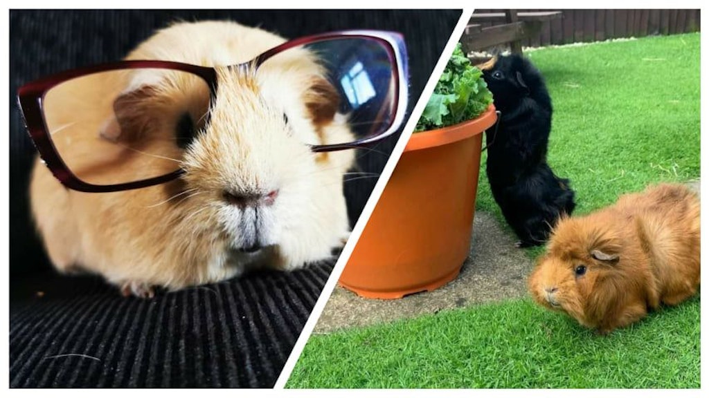 Richtige Model-Meerschweinchen hat Sophie Mason in ihrer riesigen Herde.