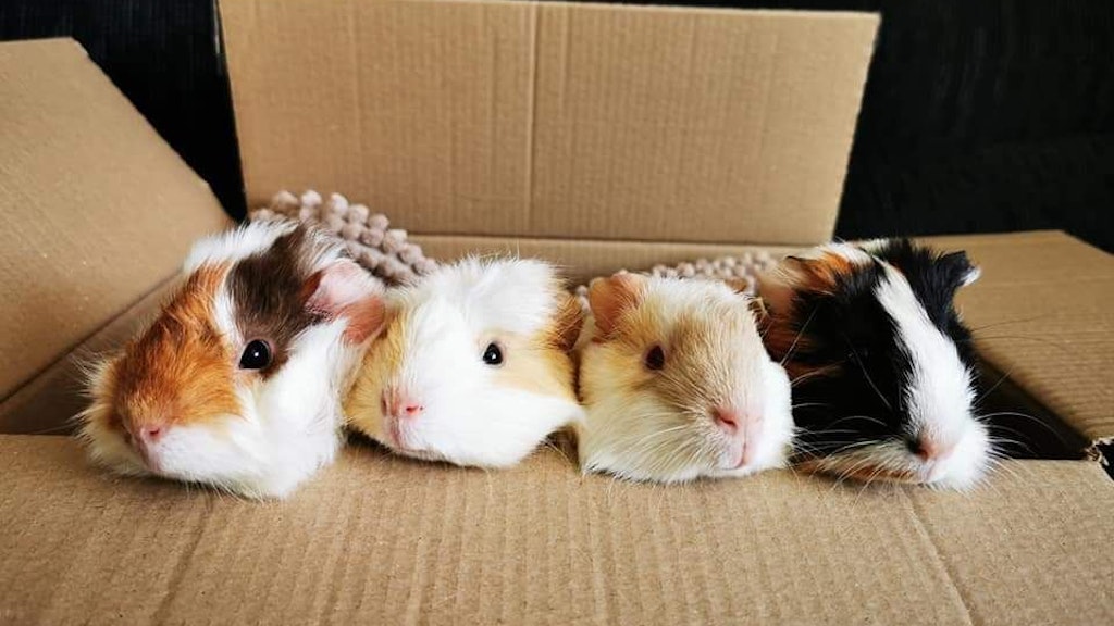 In der Zukunft will die Engländerin ein Tierheim für Meerschweinchen eröffnen.