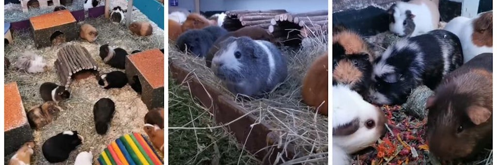 Machen viel Arbeit: Die 88 Meerschweinchen, mit denen Sophie Mason ihr Geld verdient.