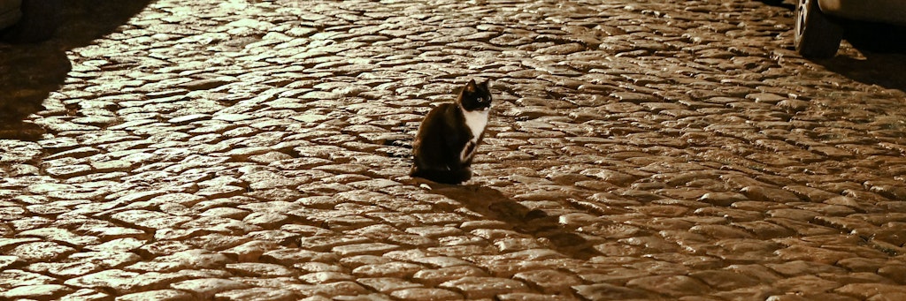 Diese Katze auf einem Kopfsteinpflaster in Berlin-Karlshorst schert sich nicht um die Ausgangssperre.