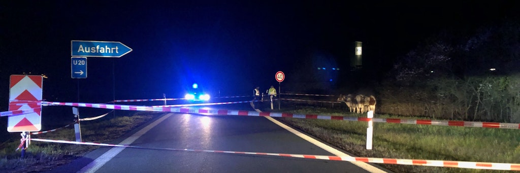 Polizisten mussten in Sachsen von einem Gewitter aufgeschreckte Rinder wieder einfangen.