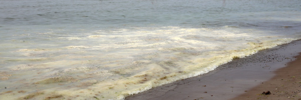 Auf dem Wasser der Ostsee bei Warnemünde schwimmt ein gelb-grüner Teppich, der das Wasser milchig aussehen lässt.