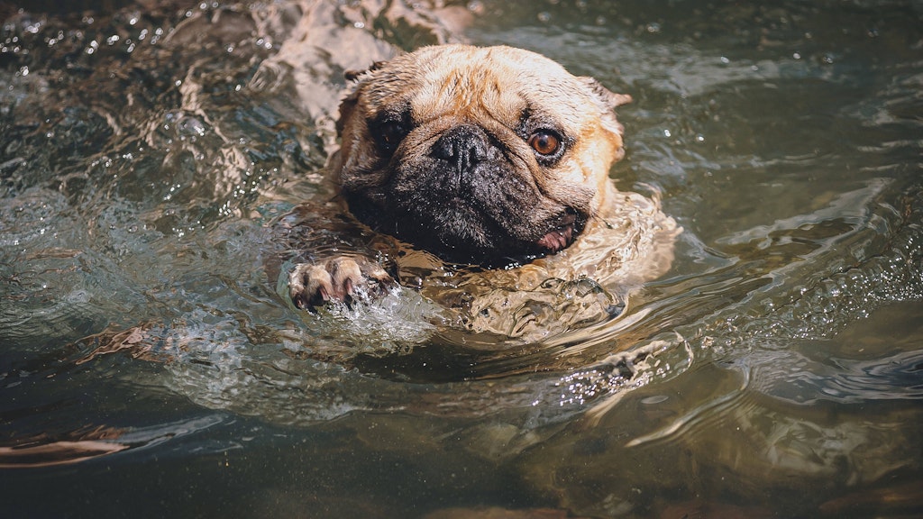 Auch Hunde brauchen manchmal eine Abkühlung, wenn es draußen zu heiß ist.
