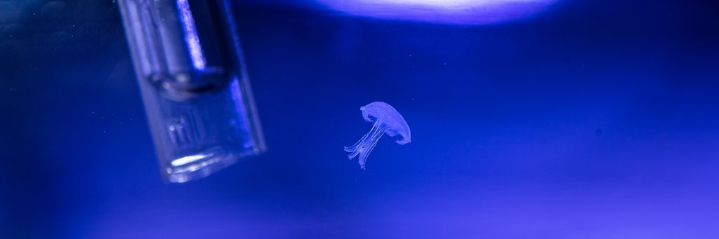 Eine junge Mangrovenqualle schwimmt in einem Aquarium.