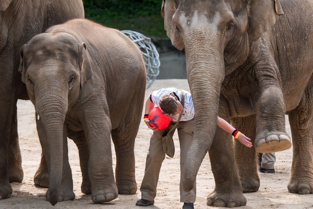 Die Elefanten im Tierpark Hagenbeck setzen auf Frankreich wenn es am Dienstag gegen die deutsche Nationalmannschaft geht. (Archivbild)