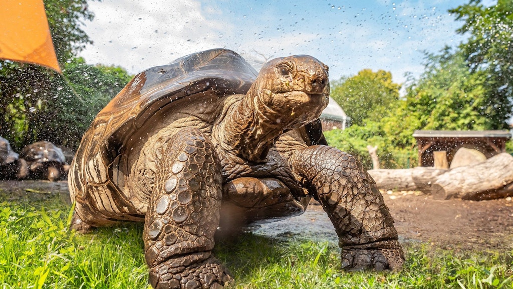 Riesenschildkröte Kleopatra ist gut an die warmen Temperaturen angepasst.