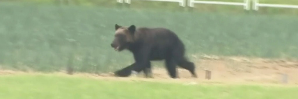 Der Braunbär rennt im japansichen Sapporo an einer Straße entlang.
