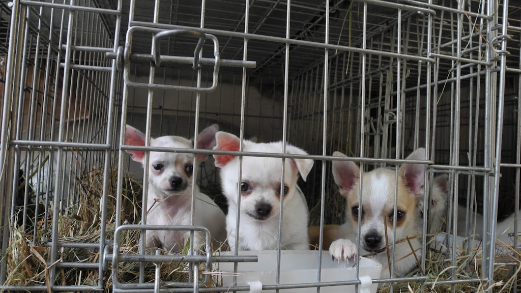 Die Hundewelpen werden oft unter katastrophalen Umständen quer durch Europa gekarrt.