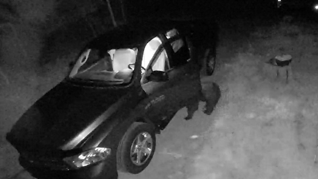 Nachdem er die Tür aufgebrochen hat, schaut sich der Bär im Auto um.