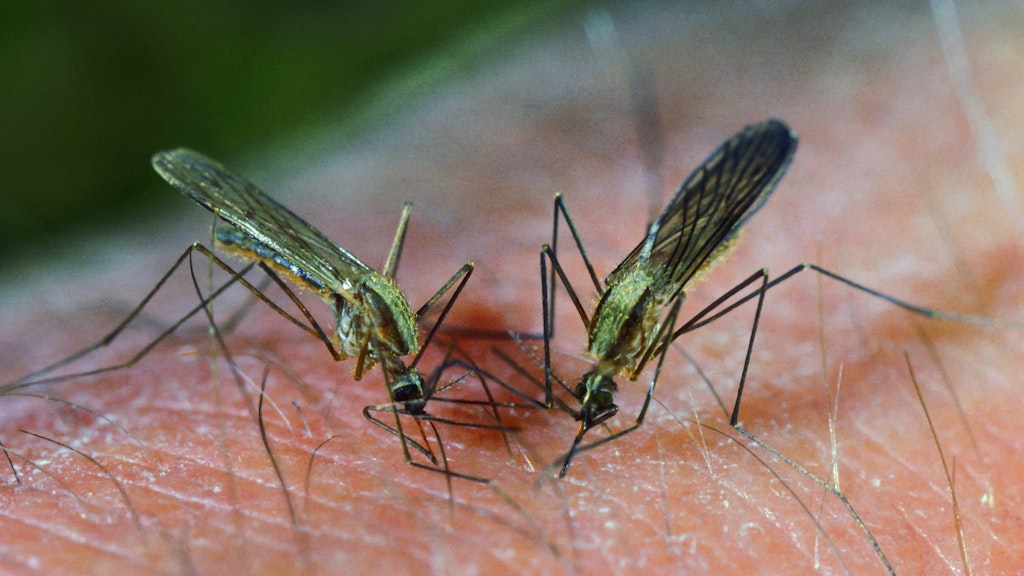 Anopheles-Mücken: Sie übertragen Malaria, die in Deutschland verschwunden ist, aber mit Mücken wiederkehren könnte, die den Erreger in sich tragen.