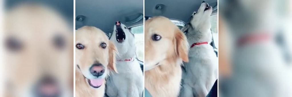 Golden-Retriever-Hündin Zoey weiß gar nicht wohin mit sich, als die Huskies neben ihr aus voller Kehle zu singen anfangen.
