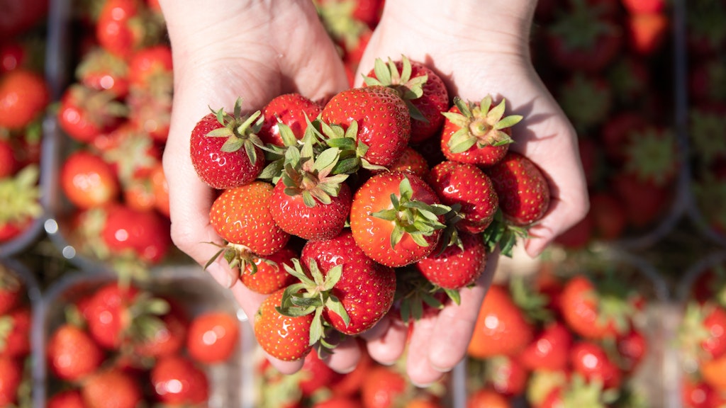 So verlockend Erdbeeren und Co. im Supermarkt aussehen: Das Naschen der Früchte als kleine Kostprobe ist verboten.