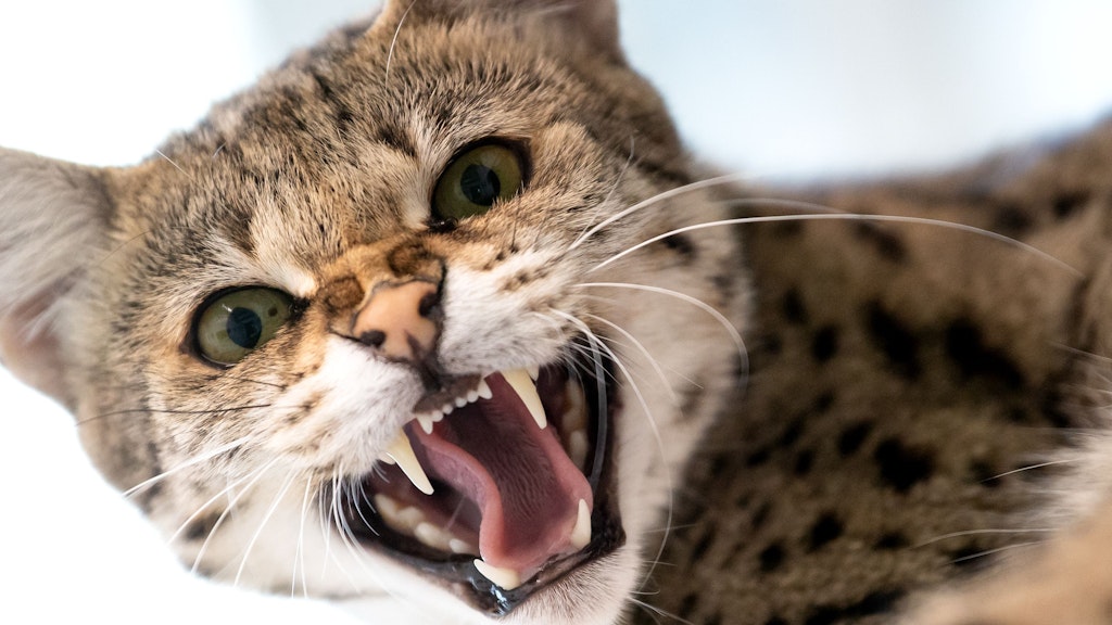 Kann auch ziemlich ungemütlich werden: eine Savannah-Katze in einer Auffangstation in ihrem Gehege.