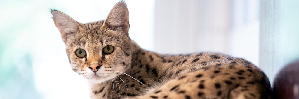 Eine Savannah-Katze sitzt in der Auffangstation für Reptilien in ihrem Gehege.