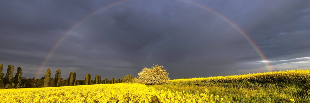 Ein Regenbogen nach einem Gewitter über einem Rapsfeld