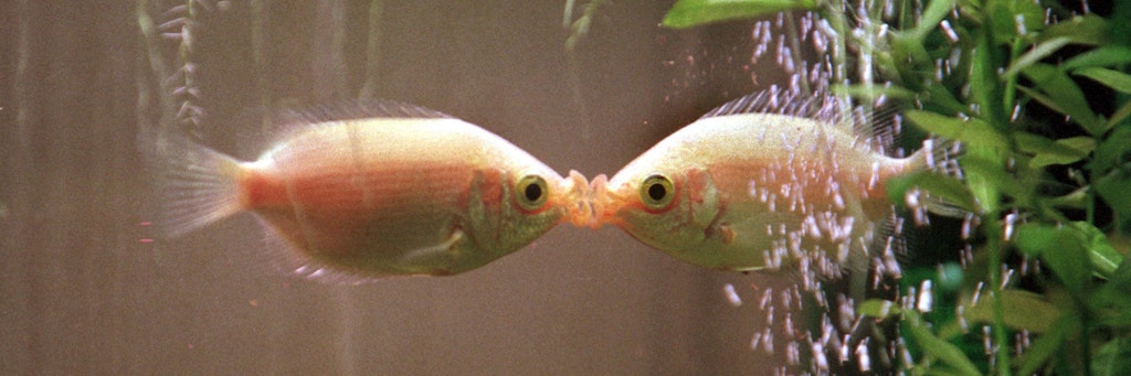 Mit fest aneinander gesaugten Mäulchen stehen sich zwei Guramis in ihrem Aquarium gegenüber. 