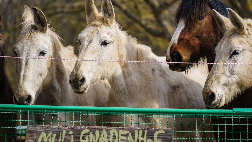 Drei Mulis und ein Pferd (braun mit Blesse) stehen auf der Koppel des Vereinsgeländes des Muli Gnadenhofs. 