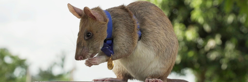 Die aus Tansania stammende Gambia-Riesenhamsterratte Magawa. 