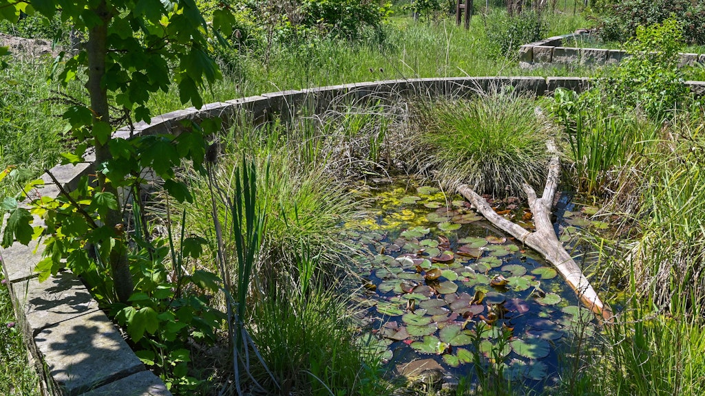 Eine Gehege für Europäische Sumpfschildkröten im Garten der Umweltjuristin und Tierschützerin Susanne Altvater. 