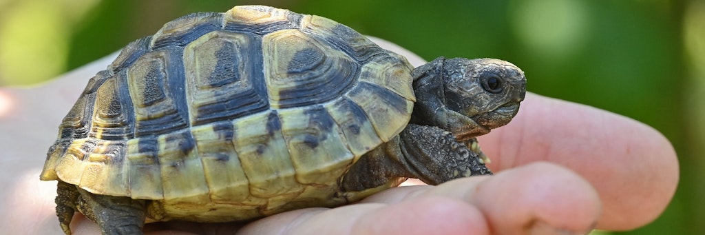 Susanne Altvater, Umweltjuristin und Tierschützerin, hat eine noch junge Griechische Landschildkröte auf ihrer Hand. 