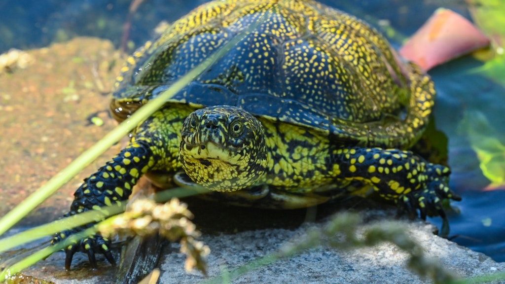 Eine Europäische Sumpfschildkröte wartet am Ufer eines kleinen Tümpels. Der Hang zu exotischen Tieren lässt in Deutschland den Wildtierhandel boomen. 