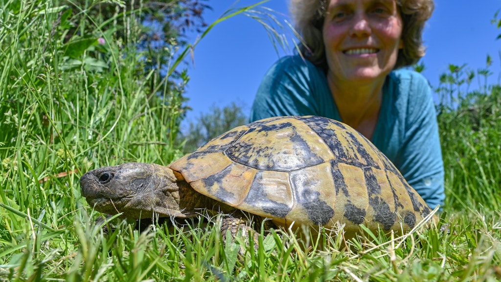 Susanne Altvater liegt zusammen mit einer Griechischen Landschildkröte auf einer Wiese. 