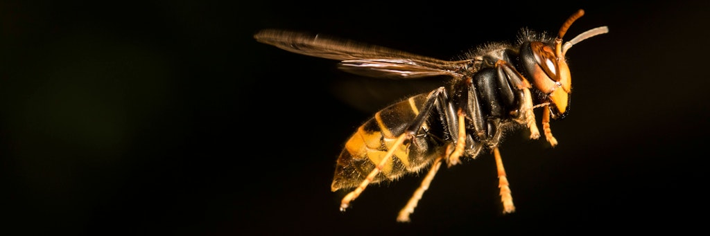 Die Asiatische Hornisse, bekannt als Killer-Hornisse, breitet sich immer weiter aus.