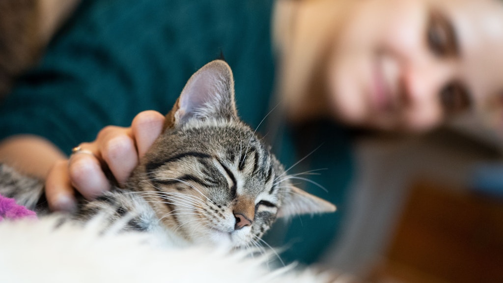 Gerade das Kuscheln mit Katzen kann zur Ansteckung führen.