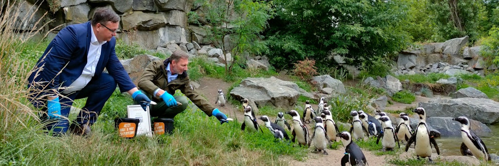 Lichtenbergs Bürgermeister Michael Grunst füttert mit Tierpark-Chef Andreas Knieriem seine neuen Patenkinder – eine Kolonie von 34 Brillenpinguinen.