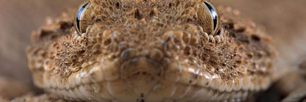 Hornviper (Symbolbild)