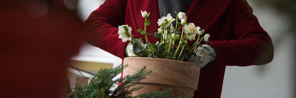 Die winterharten Christrosen können auch im Topf draußen gedeihen, brauchen jetzt aber liebevolle Pflege.