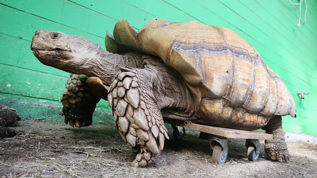 Das rund 100 Kilogramm schwere Schildkrötenmännchen Helmuth hat sich lange Zeit auf einem Rollbrett bewegt. Doch jetzt kann Helmuth auf diese Gehhilfe verzichten.